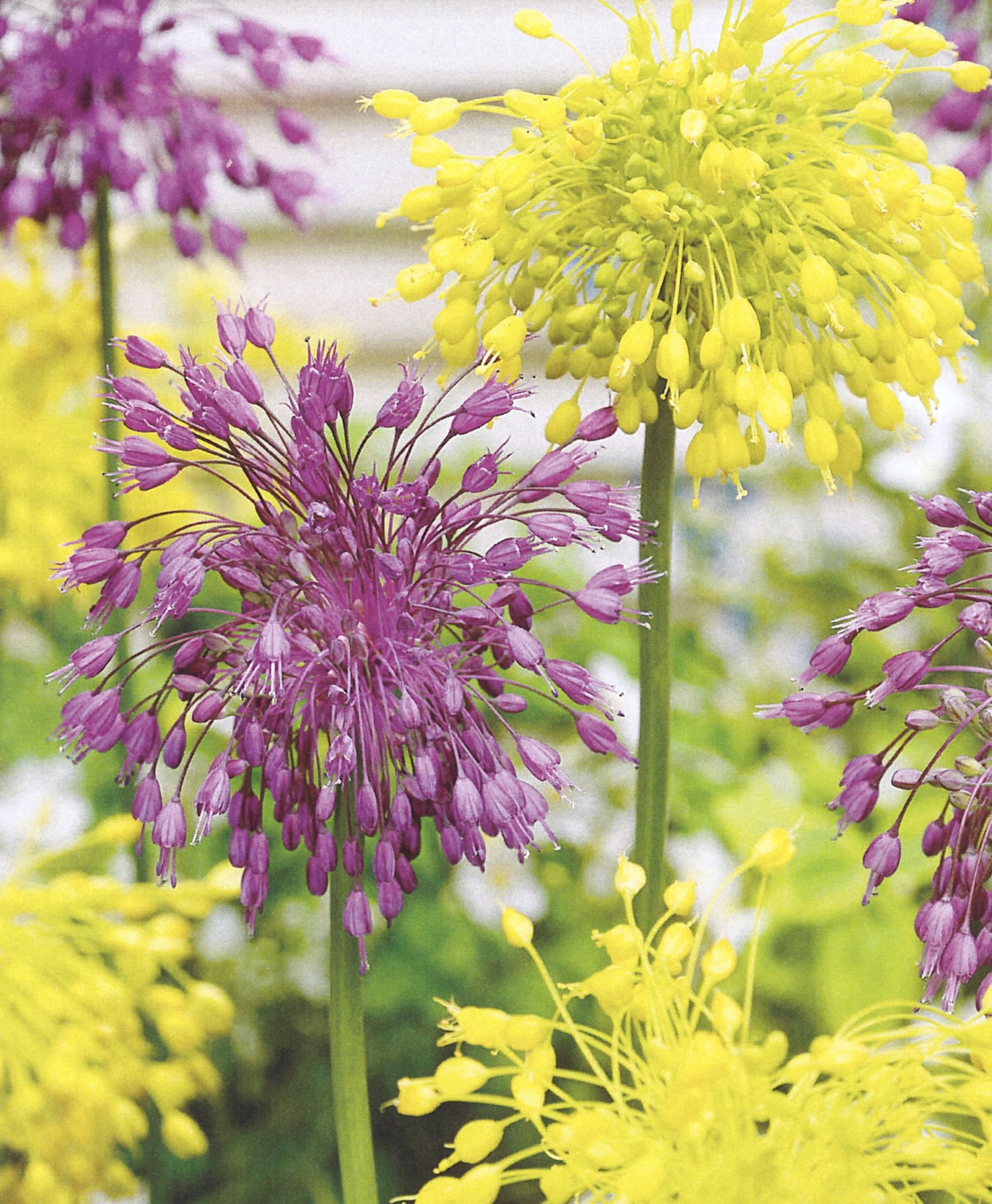 Allium flavum